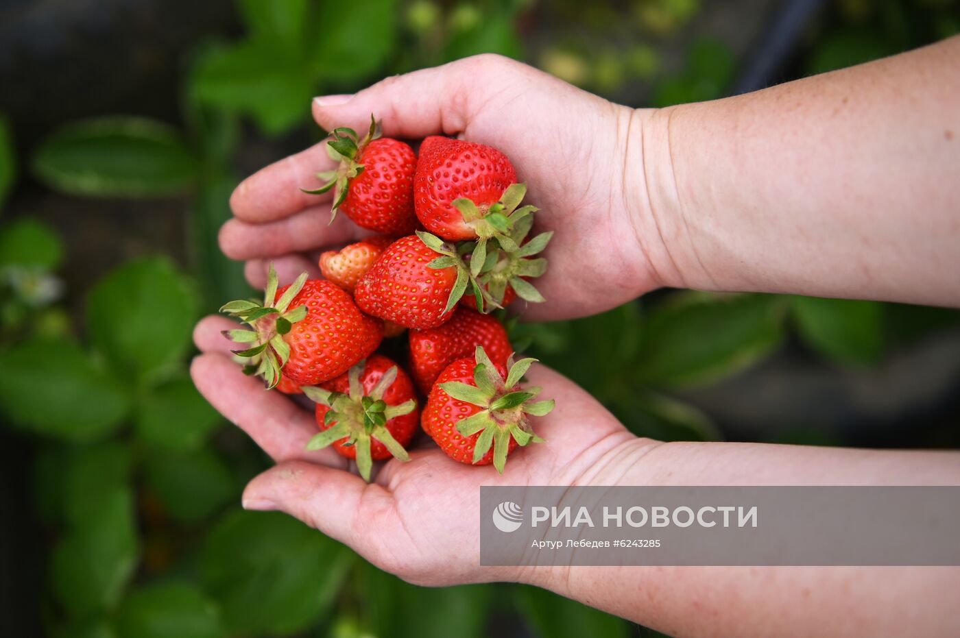 Сбор клубники в Сочи