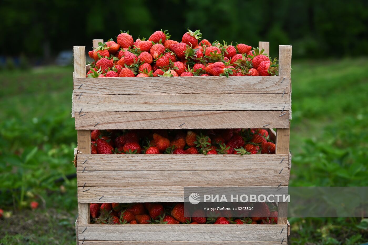 Сбор клубники в Сочи