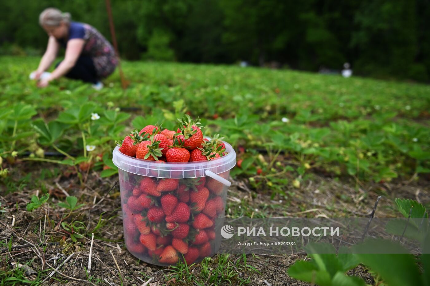 Сбор клубники в Сочи