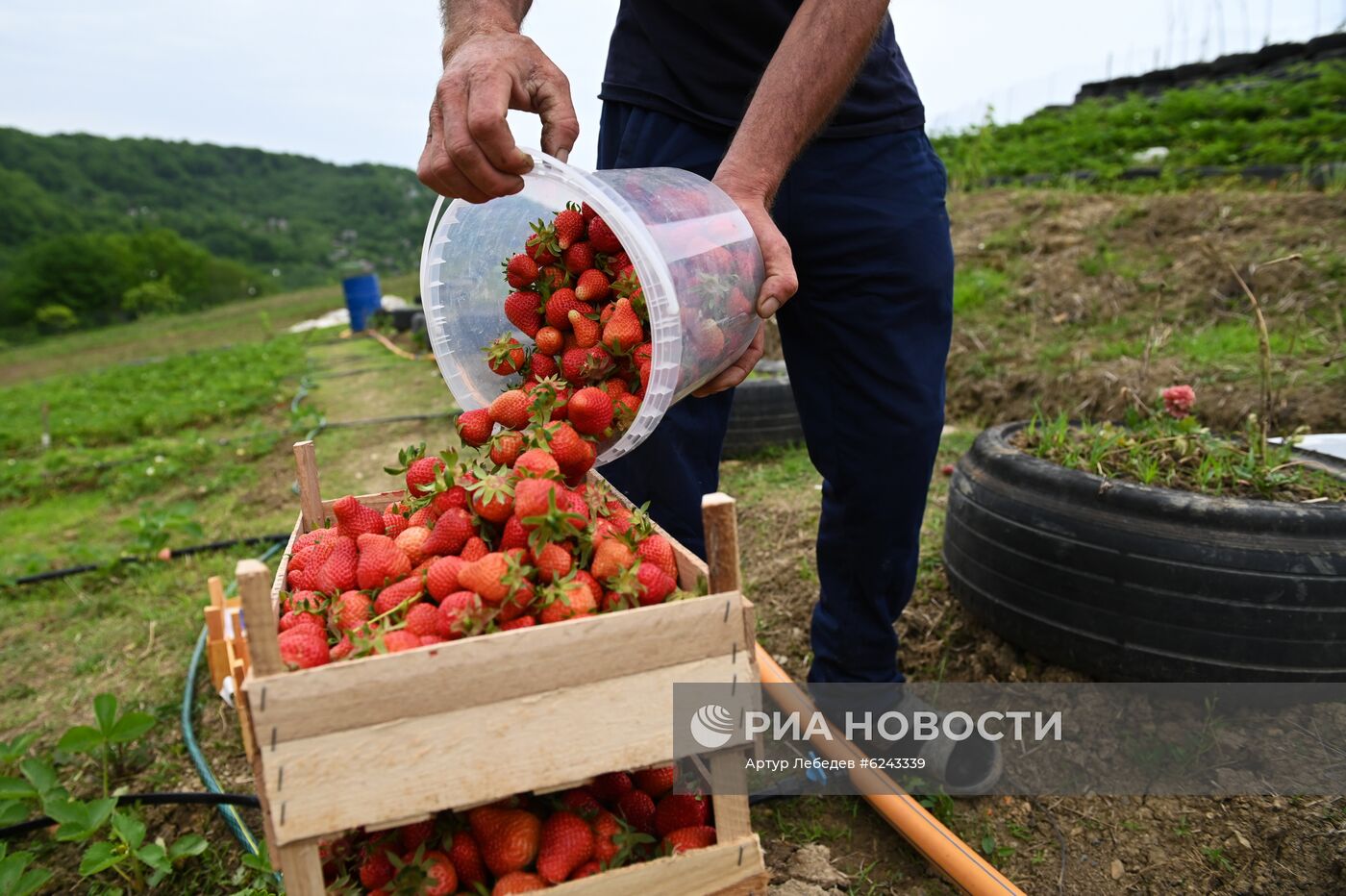 Сбор клубники в Сочи