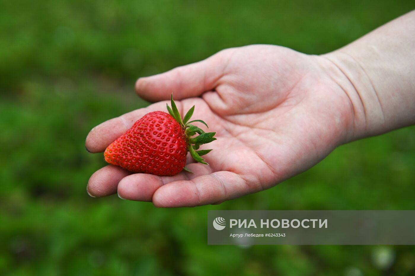 Сбор клубники в Сочи