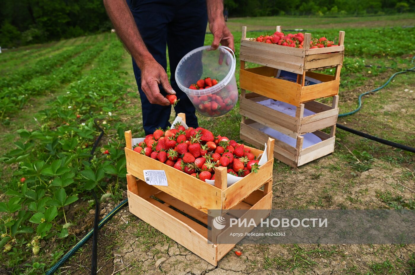 Сбор клубники в Сочи