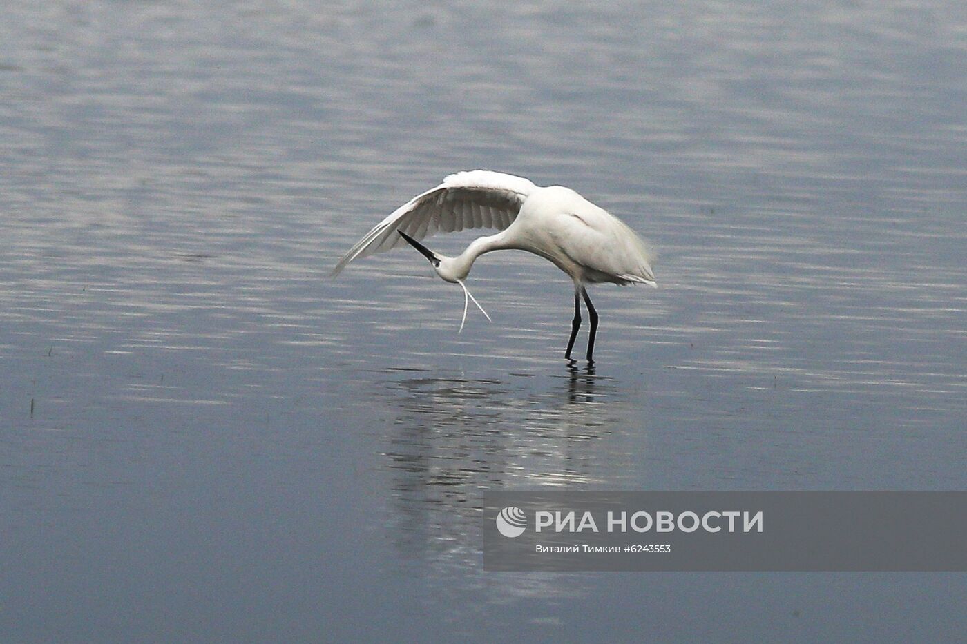 Выращивание риса в Краснодарском крае