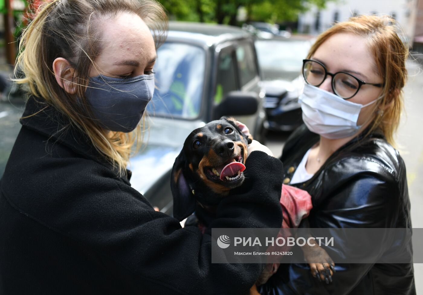 Выгул собак волонтерами в Москве во время пандемии COVID-19