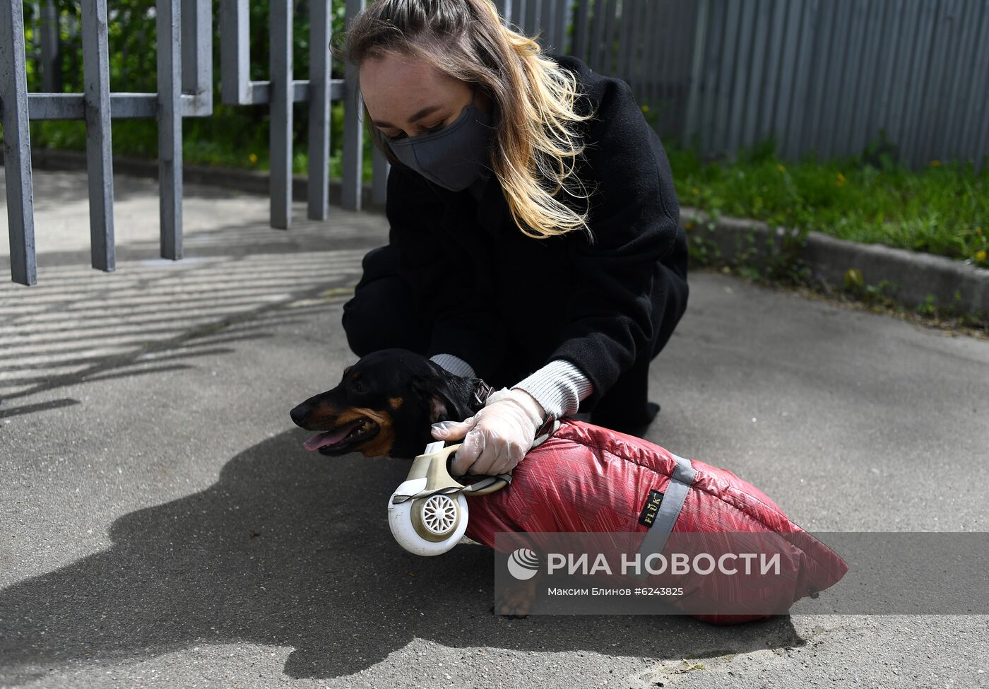 Выгул собак волонтерами в Москве во время пандемии COVID-19