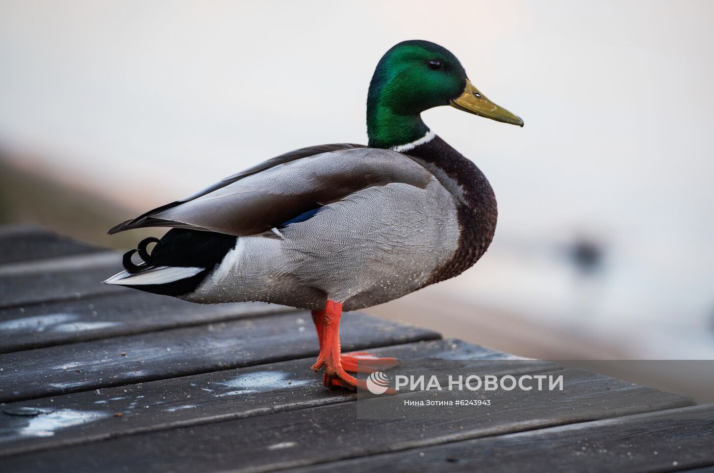 Москва во время режима самоизоляции жителей
