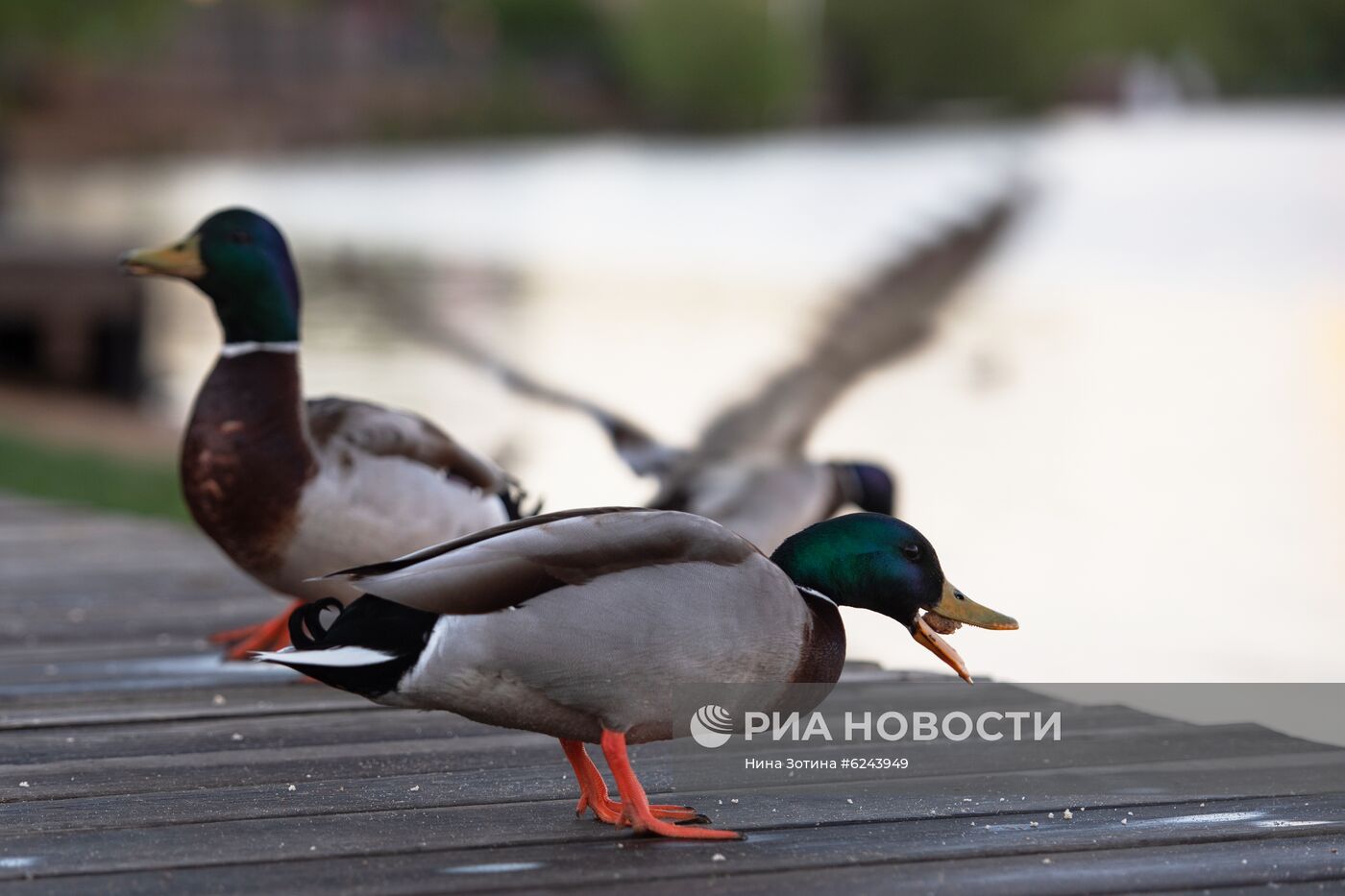 Москва во время режима самоизоляции жителей