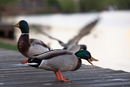 Москва во время режима самоизоляции жителей