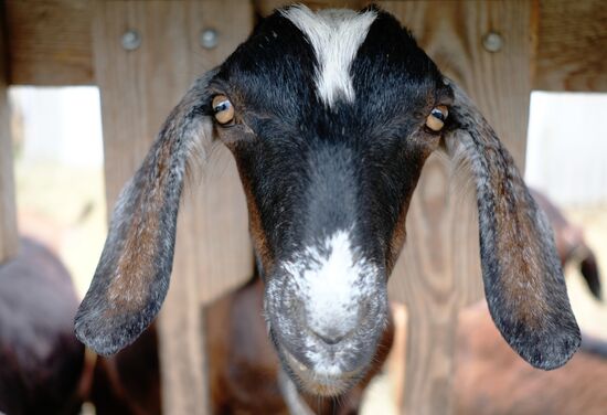 Разведение англо-нубийских коз в Краснодарском крае 