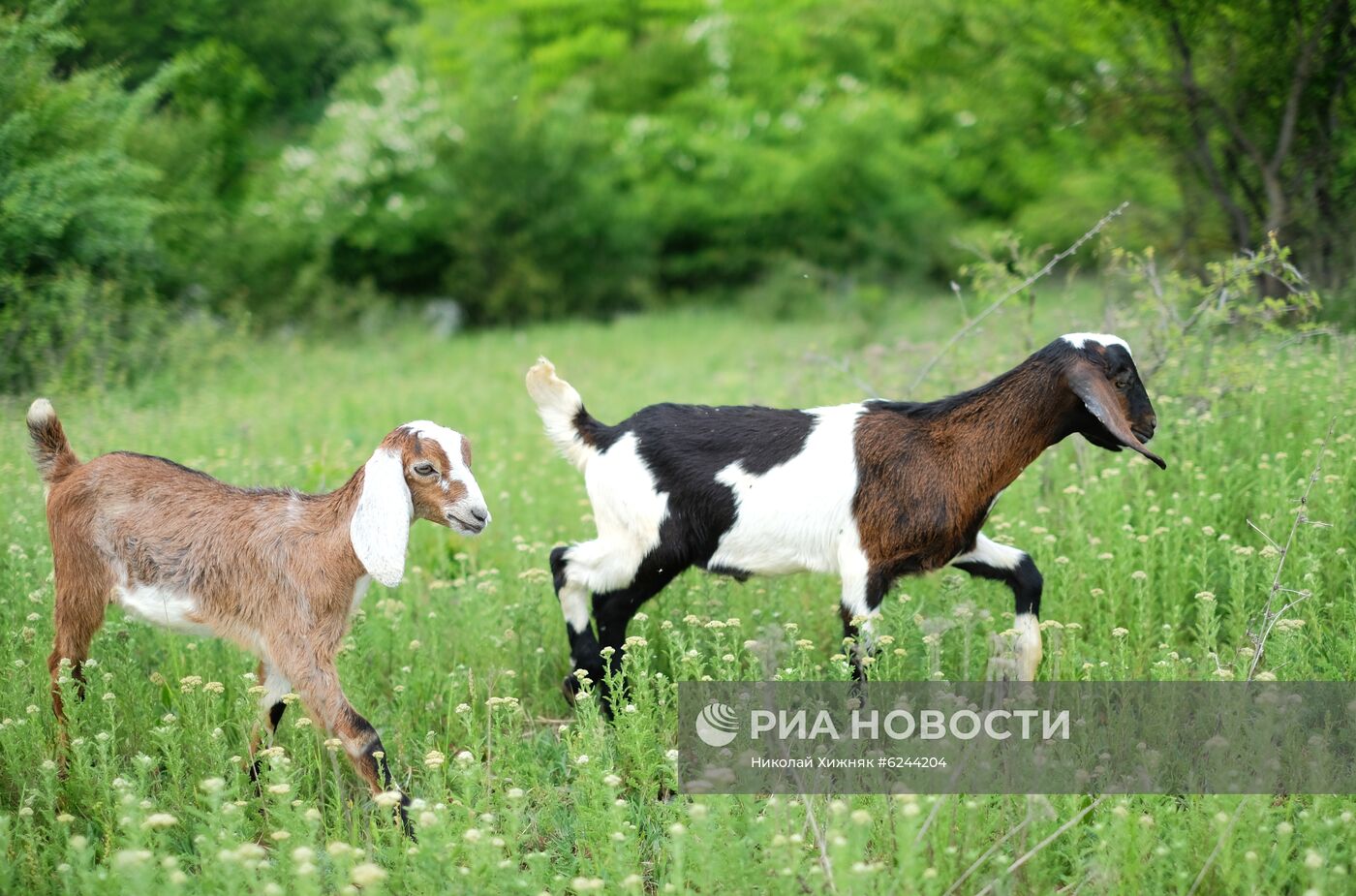 Разведение англо-нубийских коз в Краснодарском крае 
