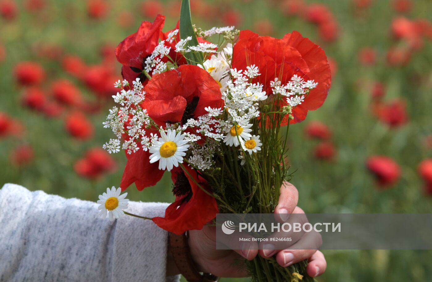 Маковые поля в Крыму