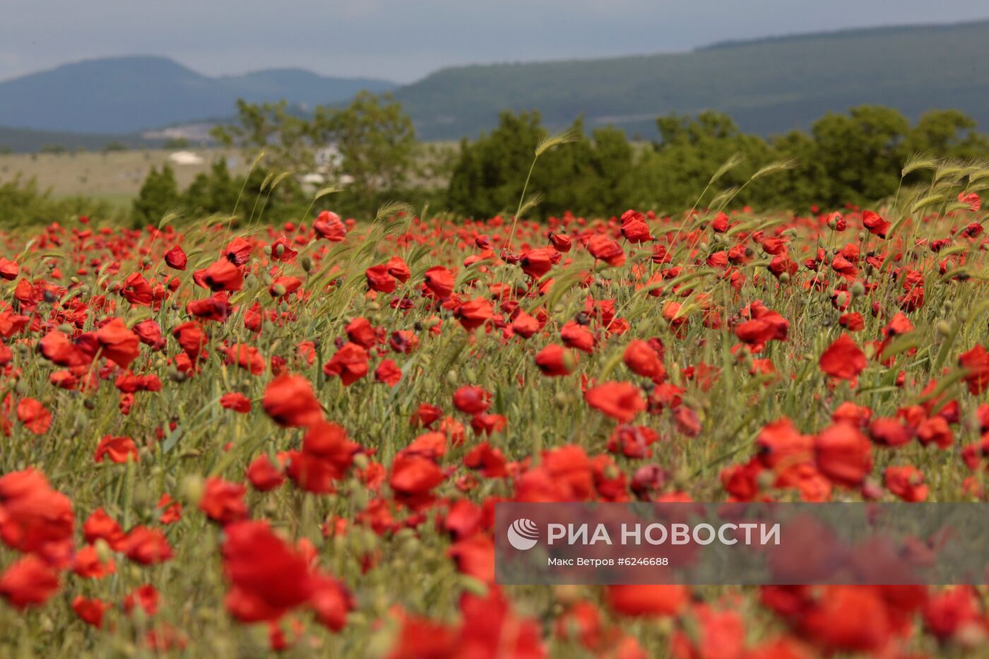 Маковые поля в Крыму