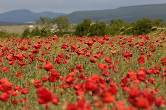 Маковые поля в Крыму