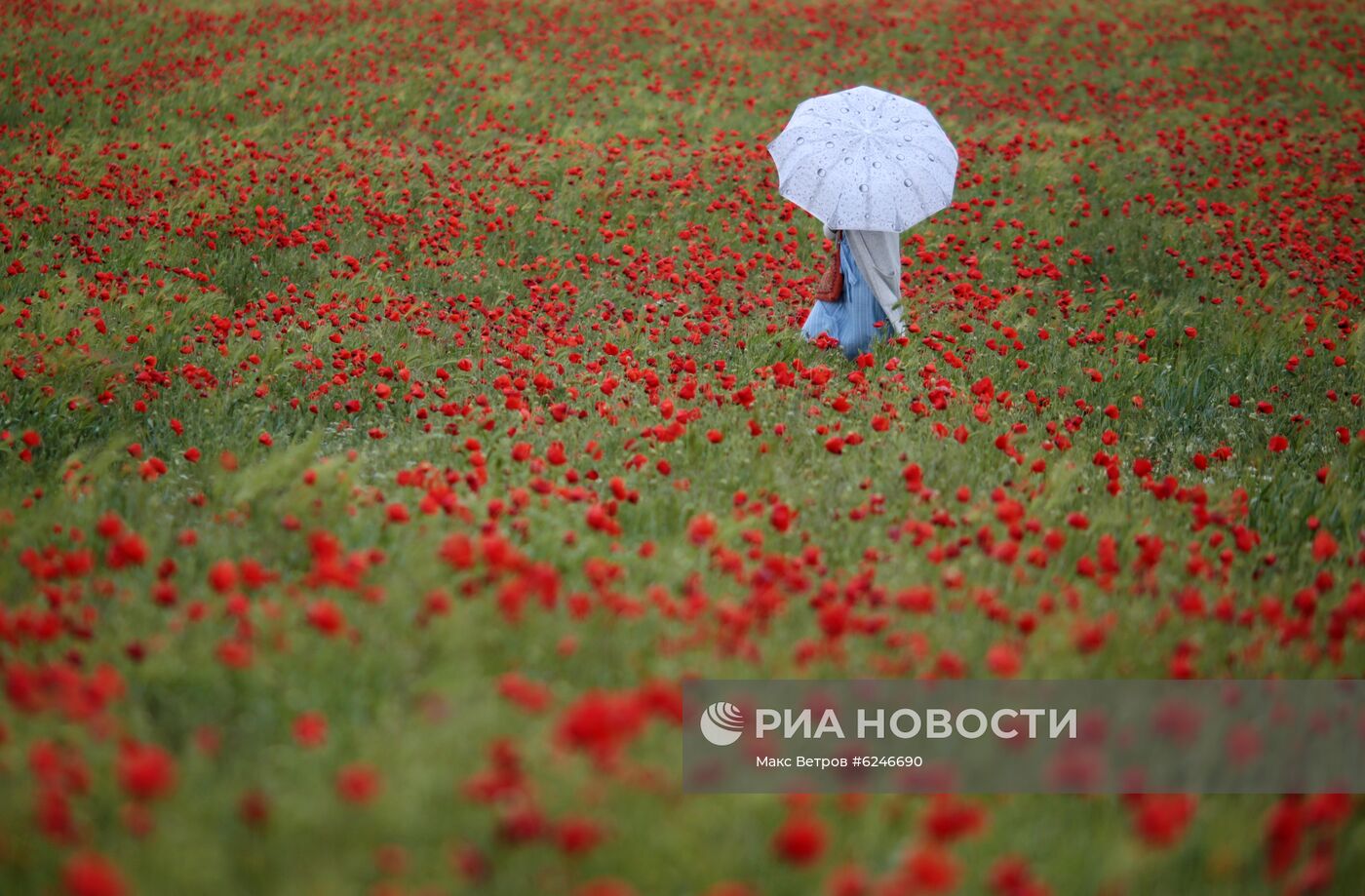 Маковые поля в Крыму