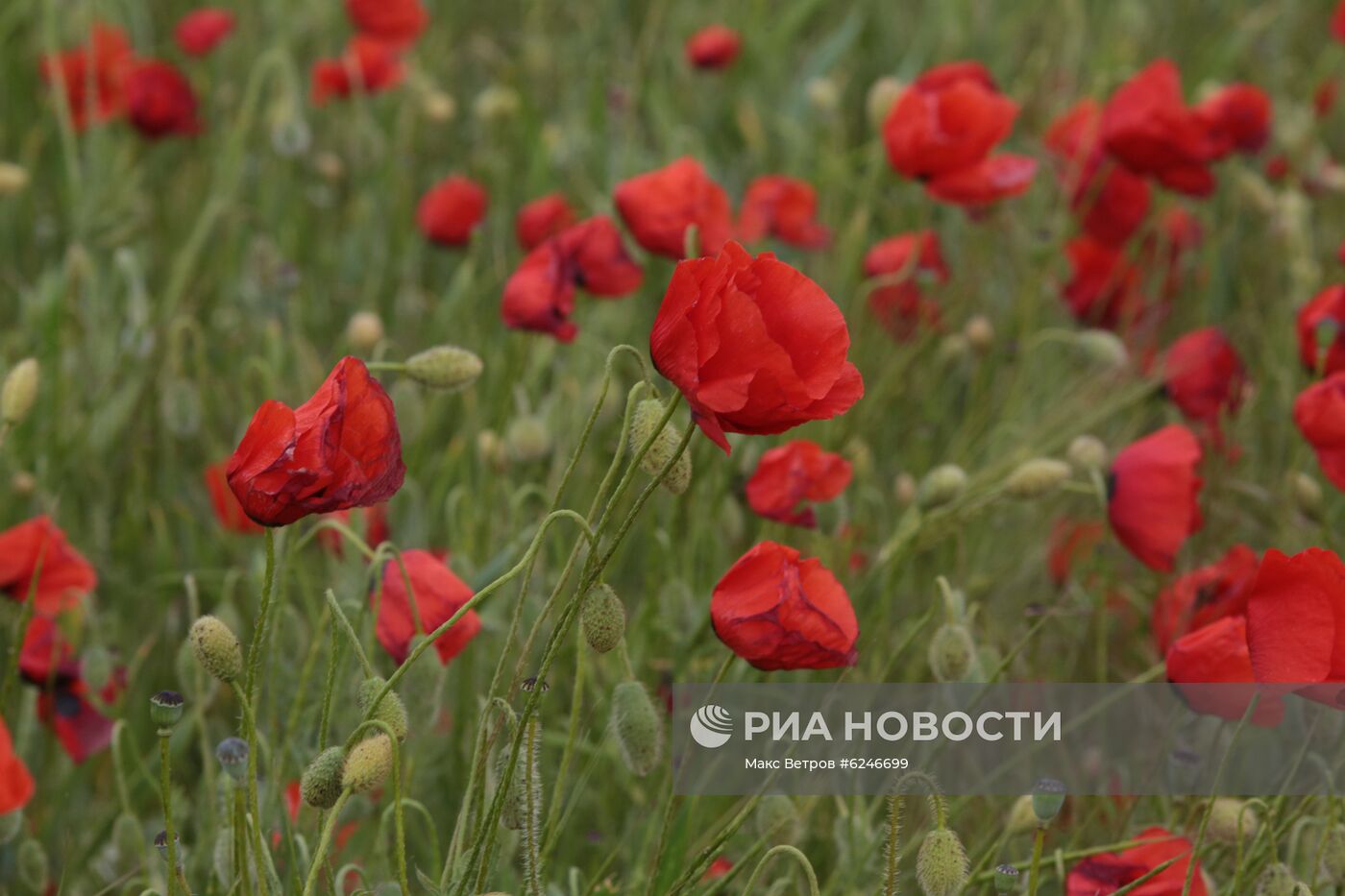 Маковые поля в Крыму