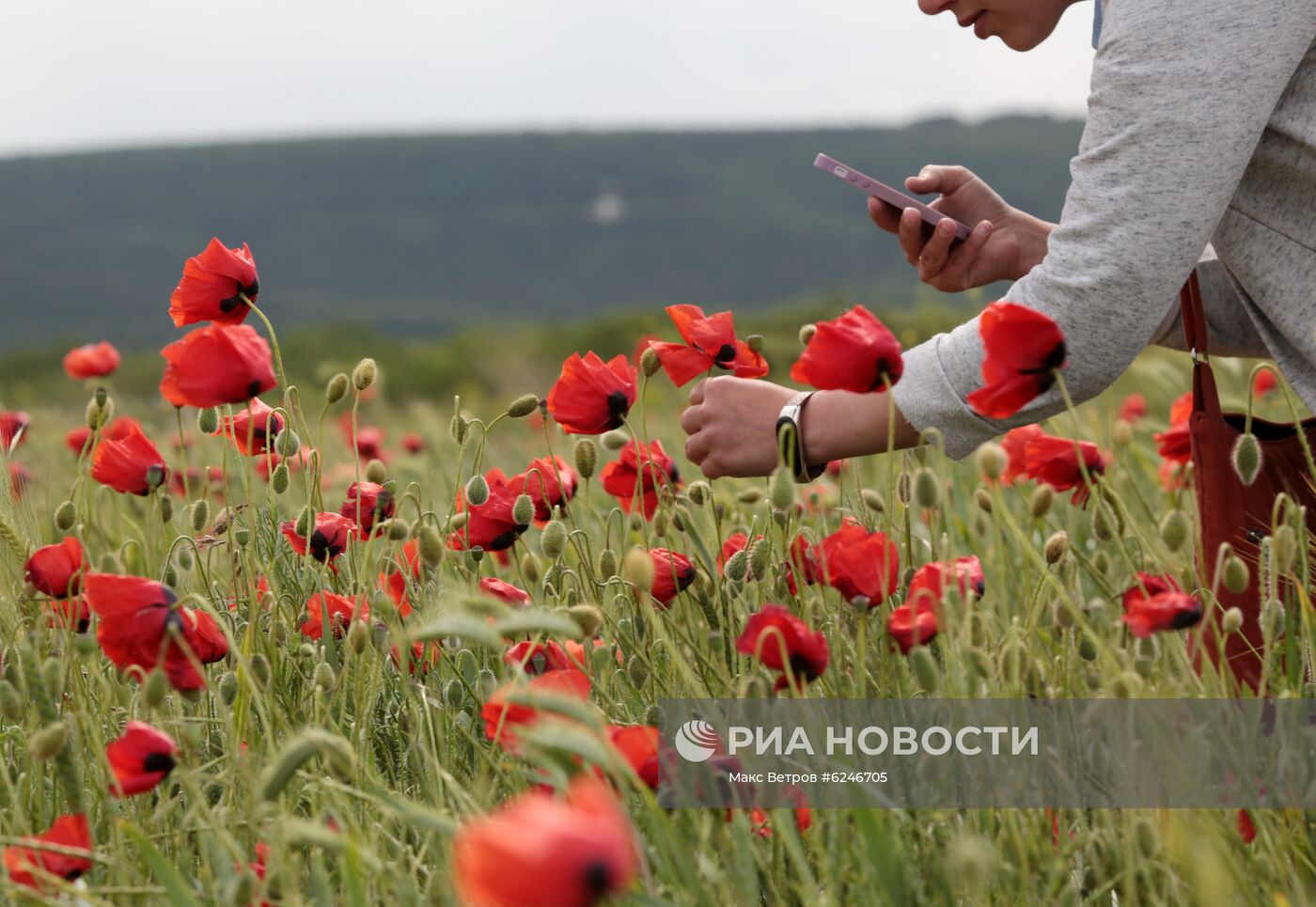 Маковые поля в Крыму