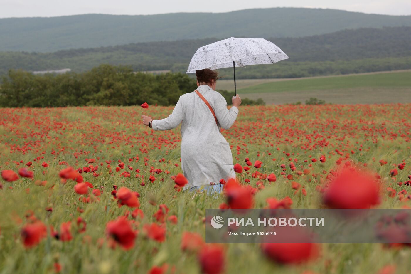 Маковые поля в Крыму