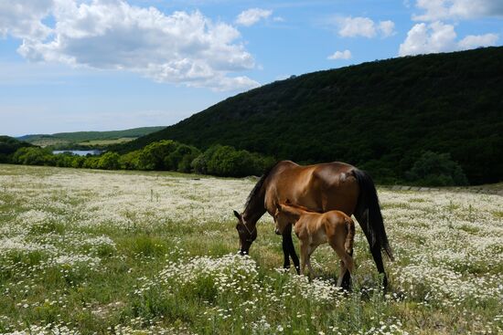 Регионы России. Краснодарский край