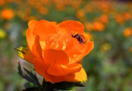 Регионы России. Красноярский край