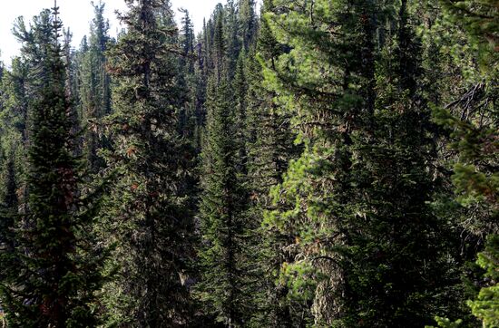 Регионы России. Красноярский край