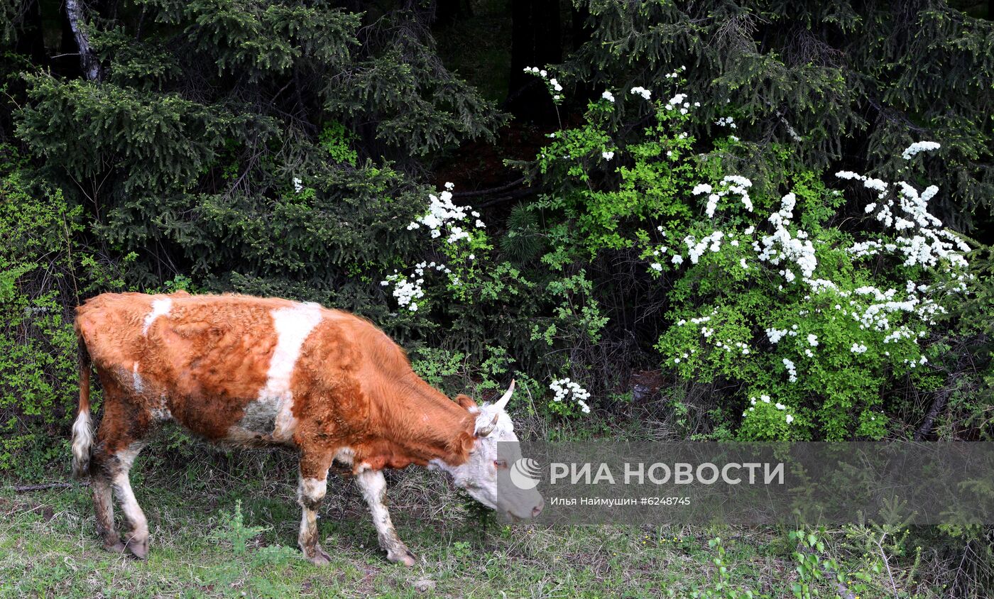 Регионы России. Красноярский край