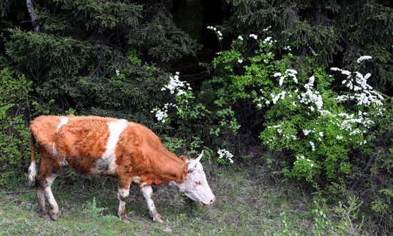 Регионы России. Красноярский край
