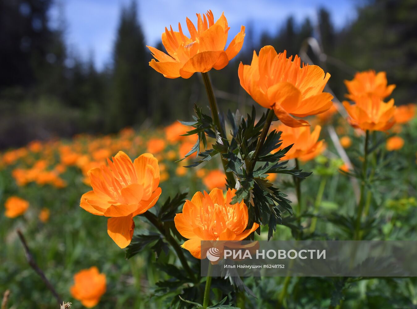 Регионы России. Красноярский край