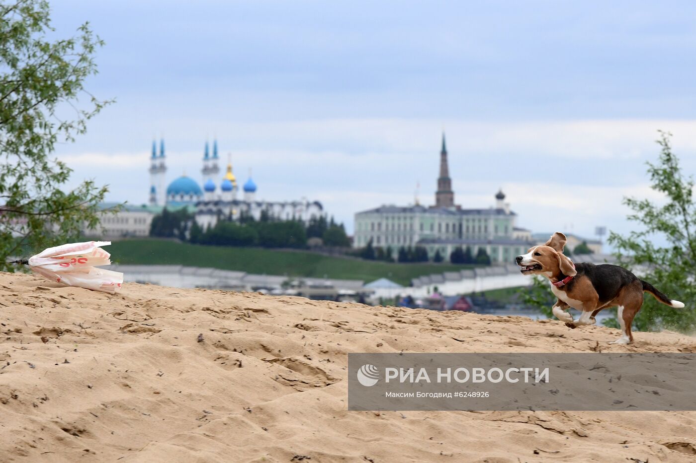 Тренировка собак охотничьих пород