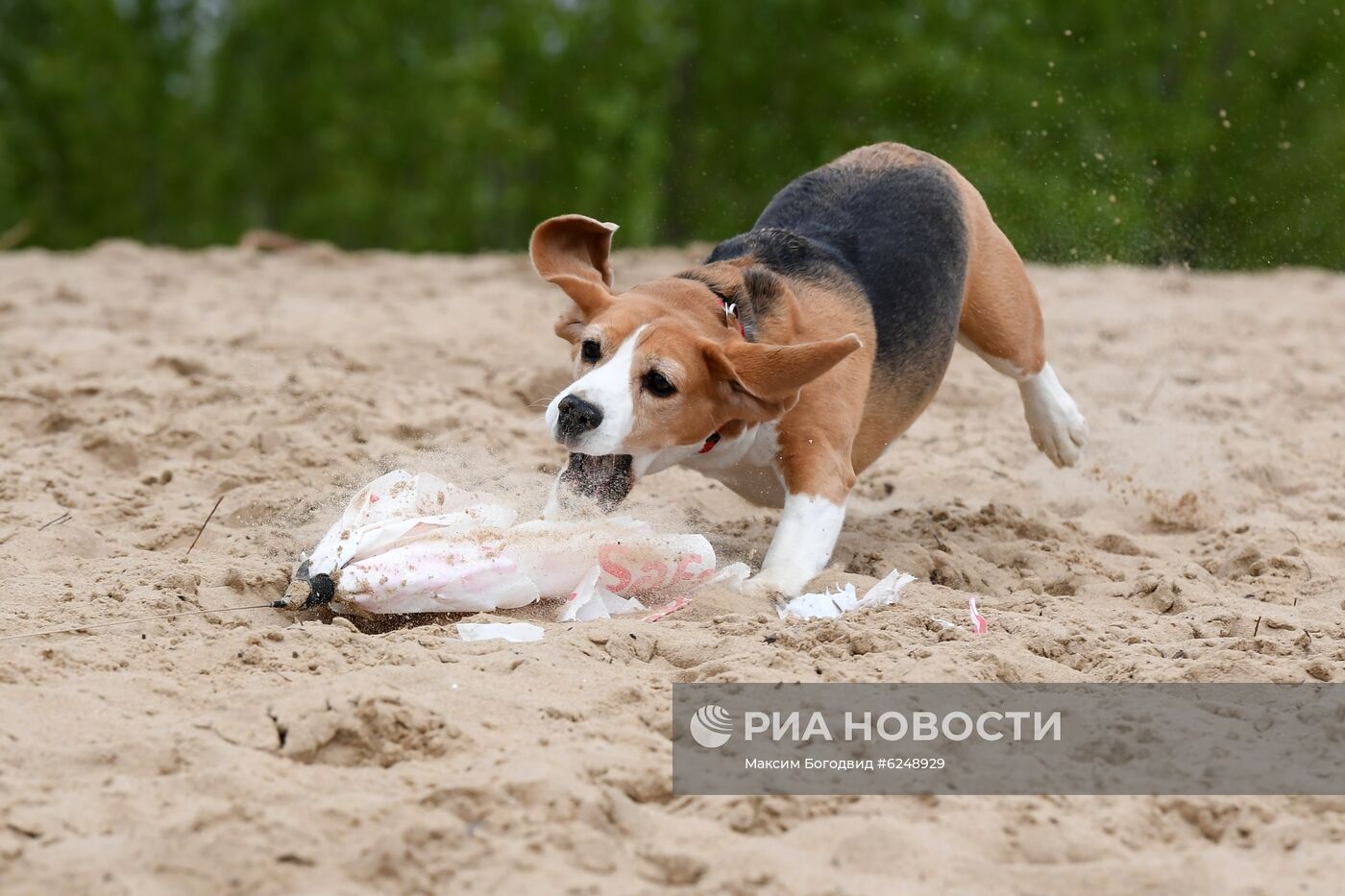 Тренировка собак охотничьих пород