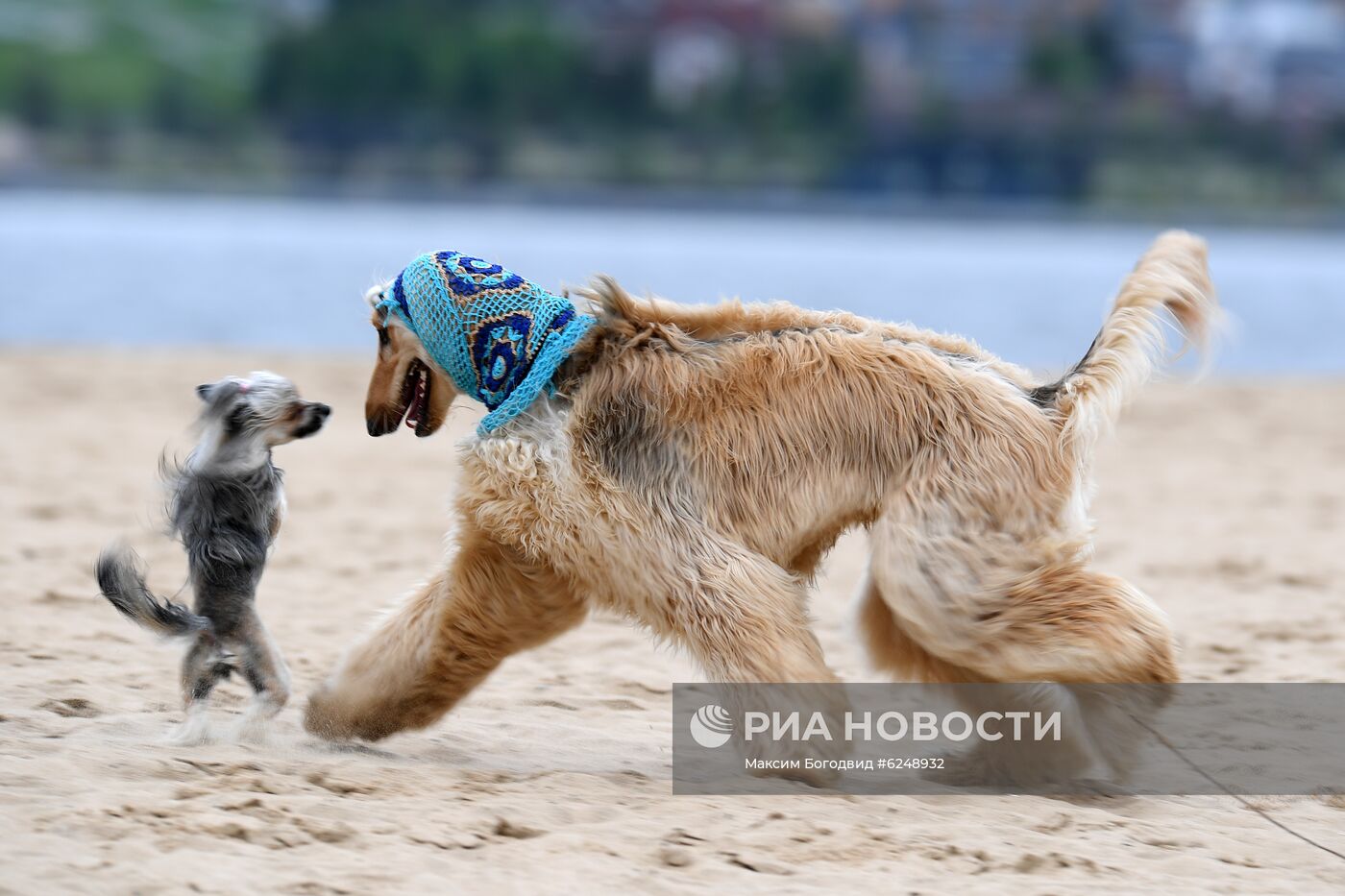 Тренировка собак охотничьих пород