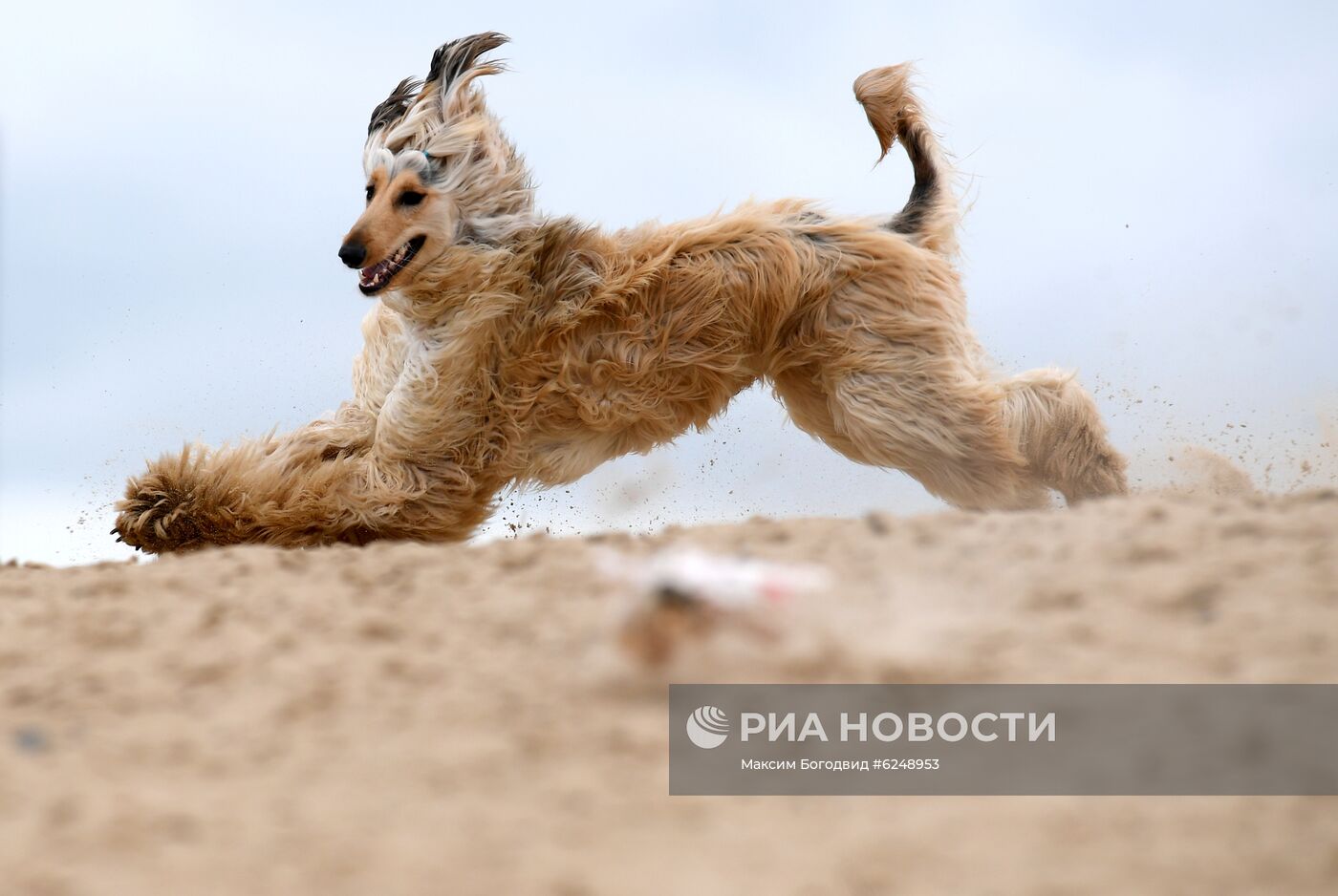 Тренировка собак охотничьих пород