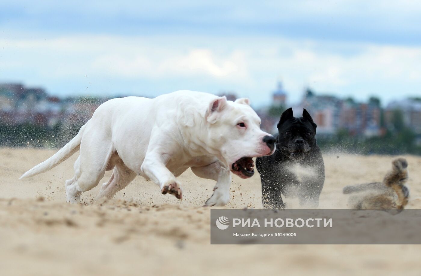 Тренировка собак охотничьих пород