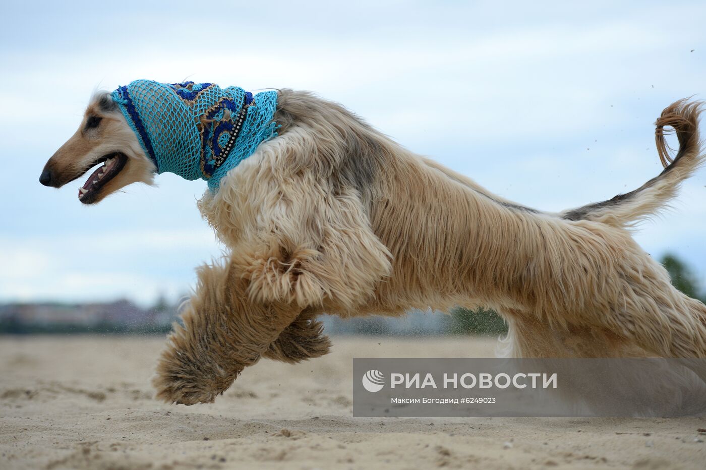 Тренировка собак охотничьих пород