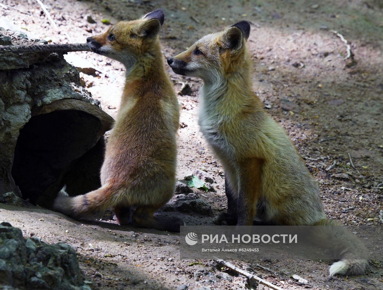 Лисы острова Русский