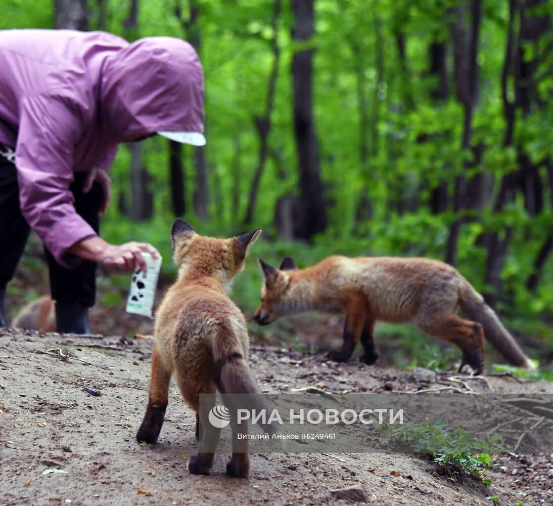 Лисы острова Русский