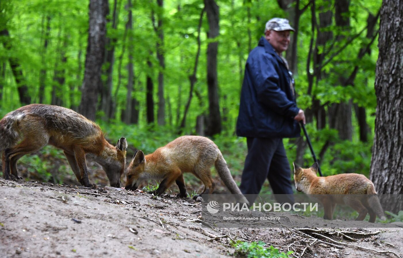 Лисы острова Русский