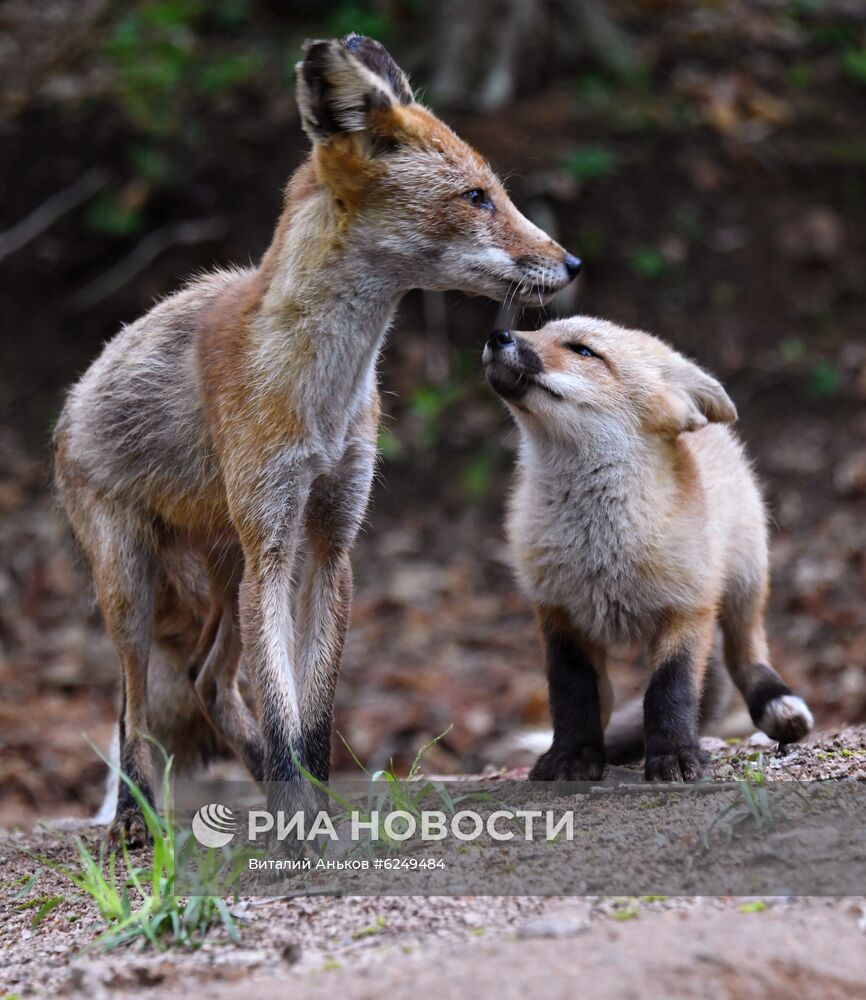 Лисы острова Русский