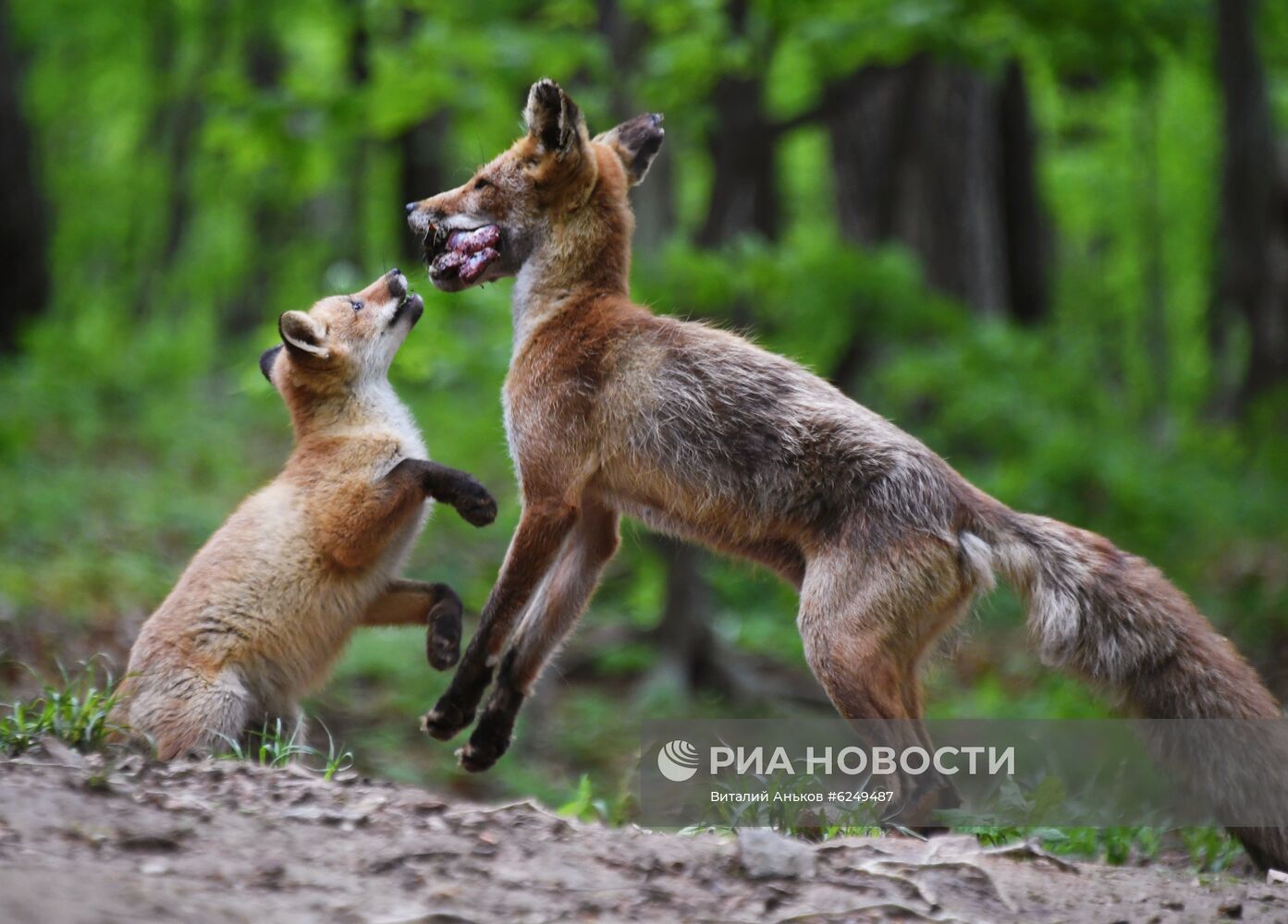 Лисы острова Русский