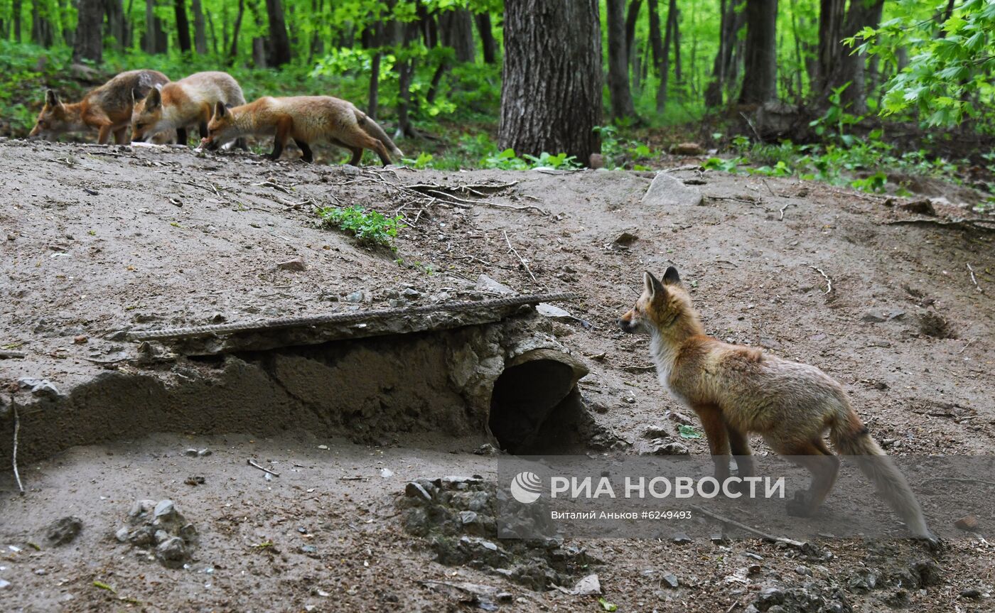 Лисы острова Русский