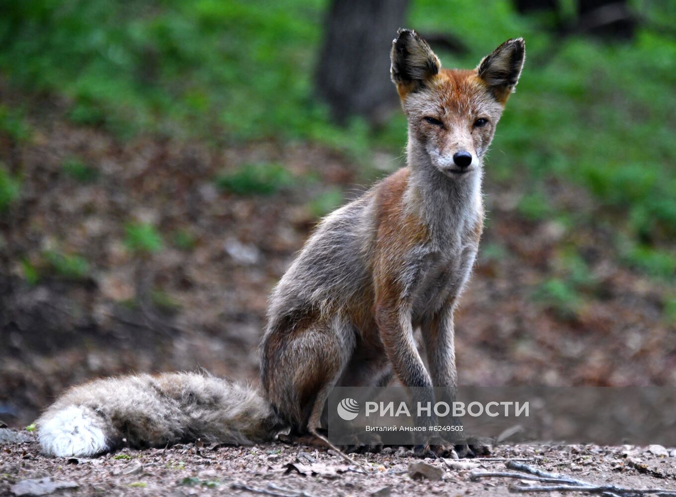 Лисы острова Русский