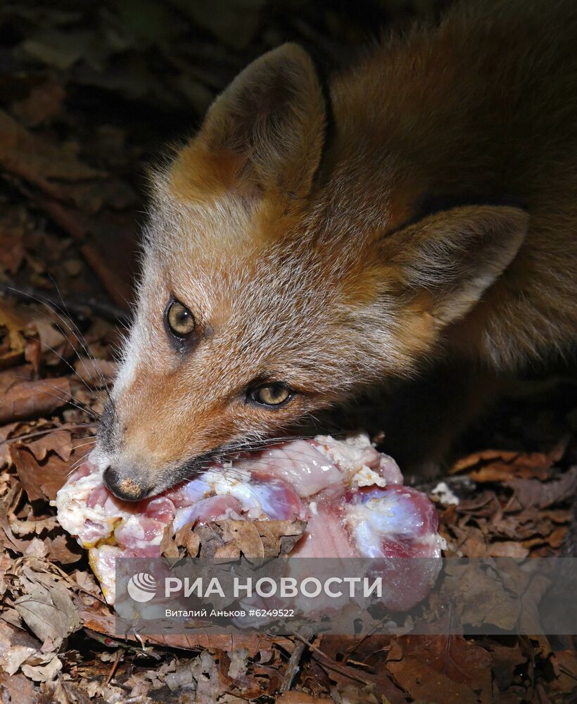 Лисы острова Русский