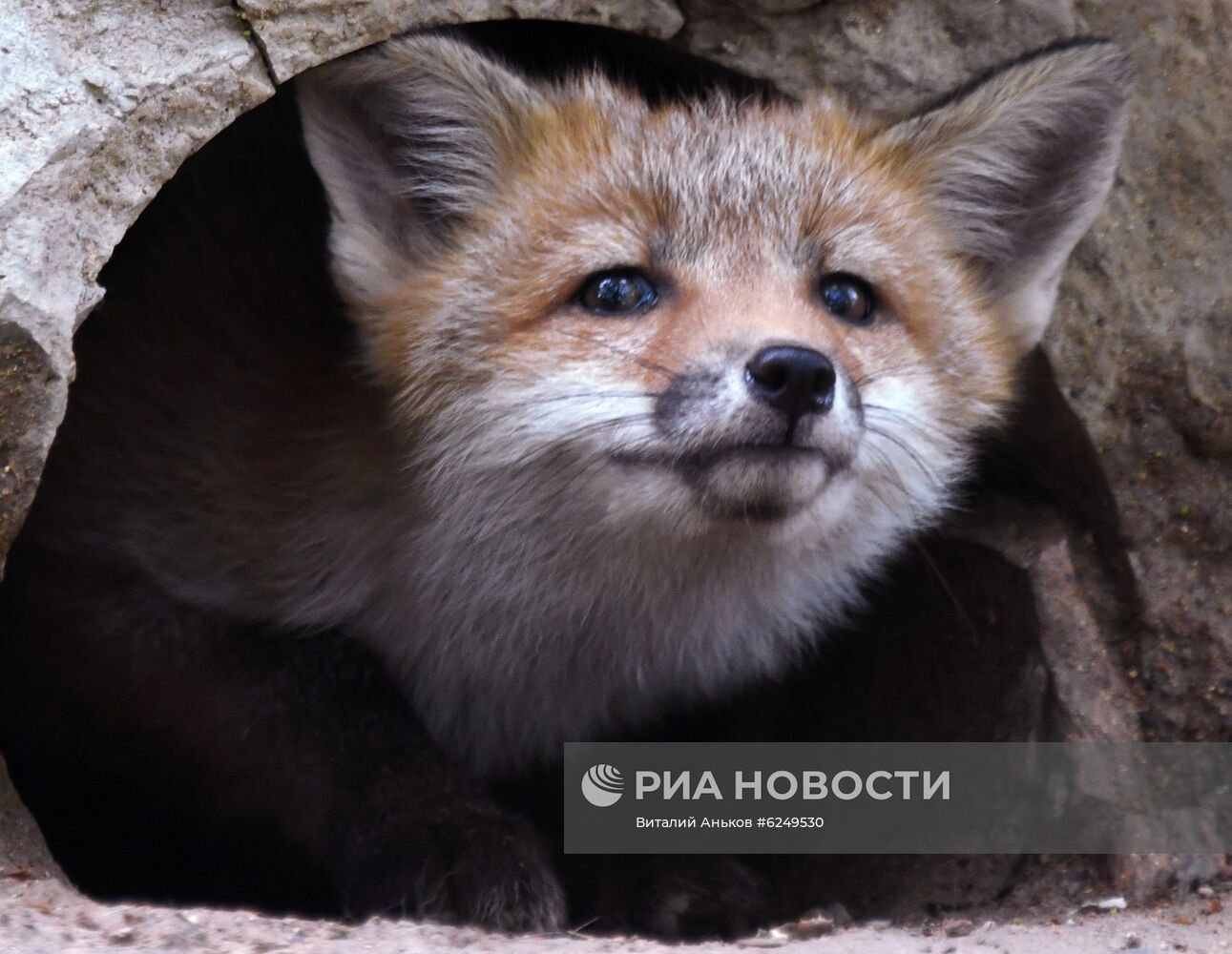 Лисы острова Русский