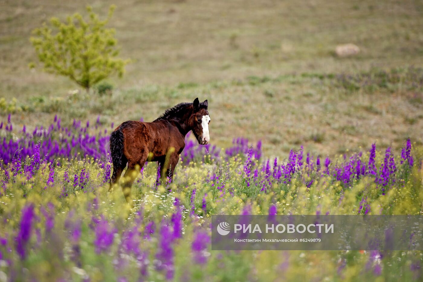 Лошади в Белогорском районе Крыма