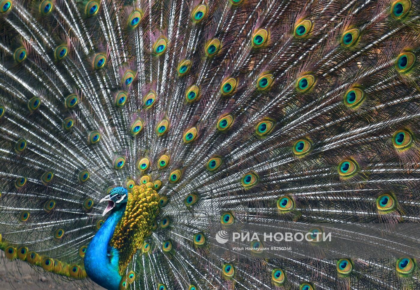 Павлины в зоопарке "Роев Ручей"