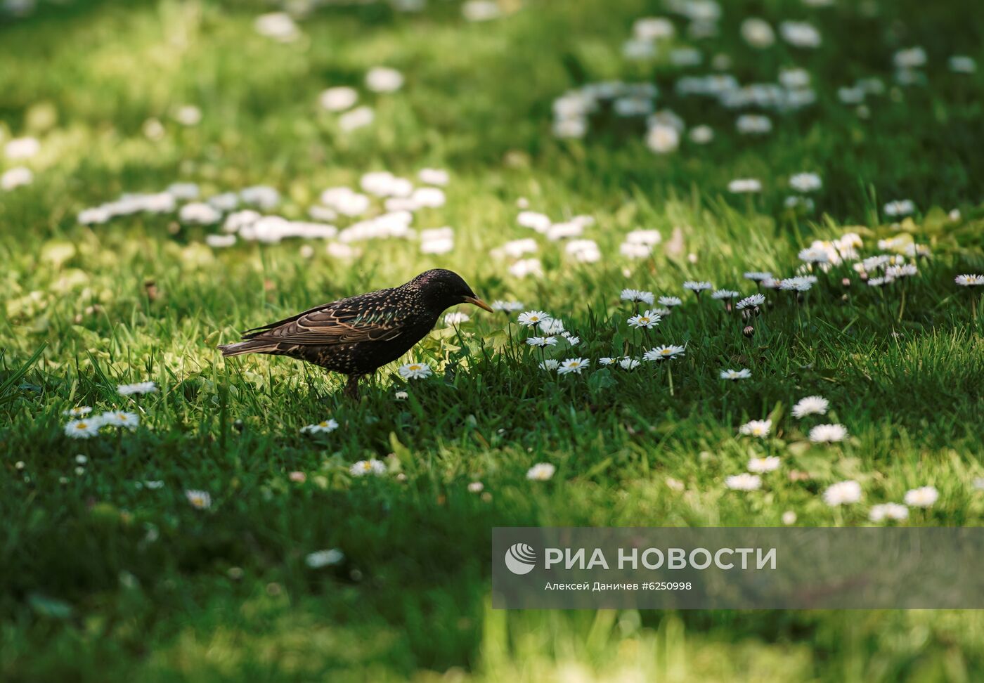 Музей-заповедник "Царское Село"