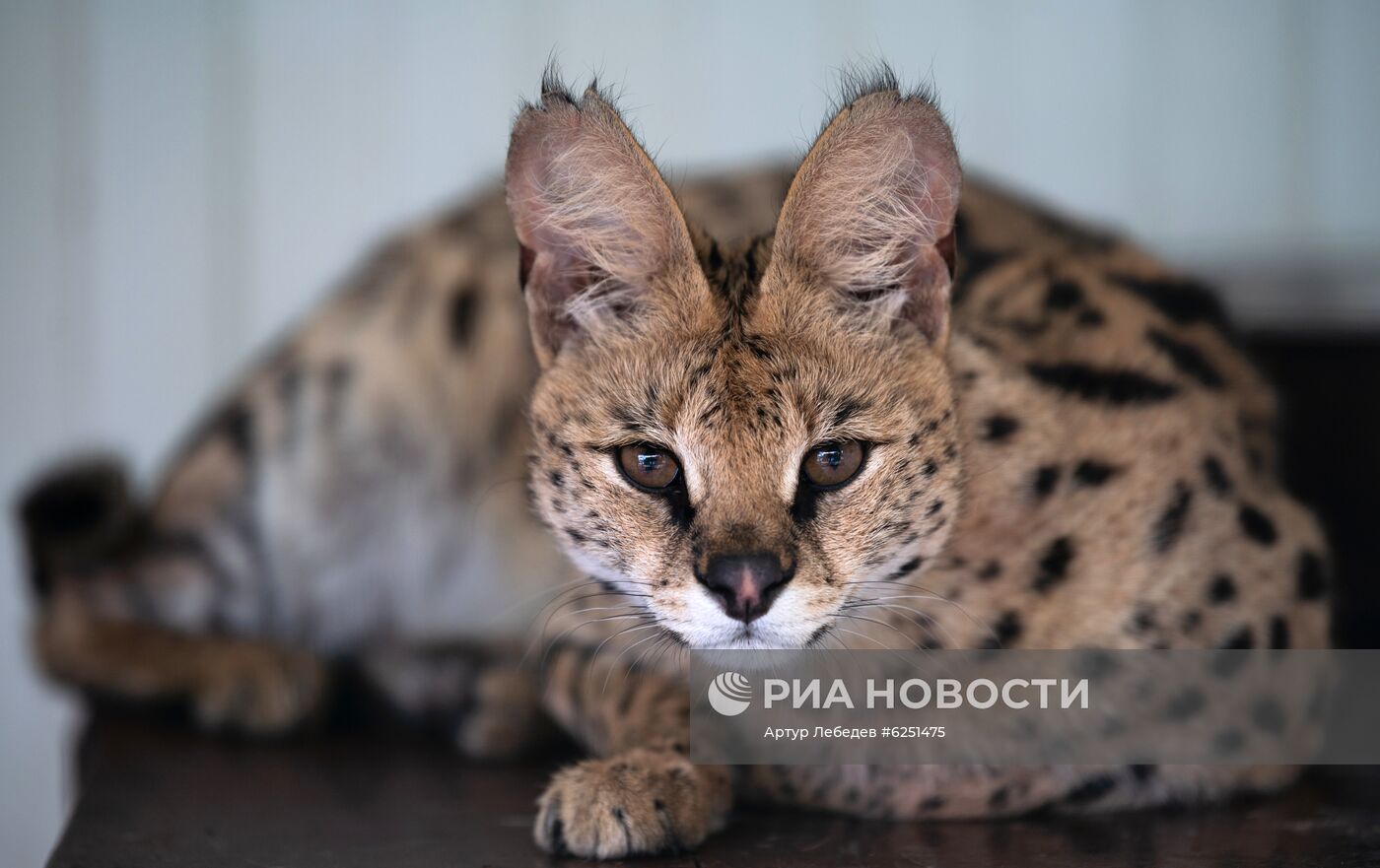 Зоопарк санатория "Октябрьский" в Сочи