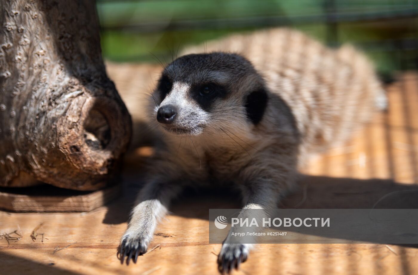 Зоопарк санатория "Октябрьский" в Сочи