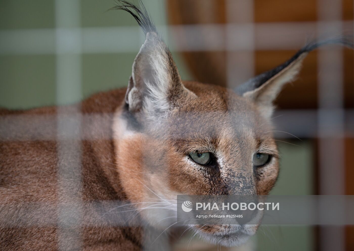 Зоопарк санатория "Октябрьский" в Сочи