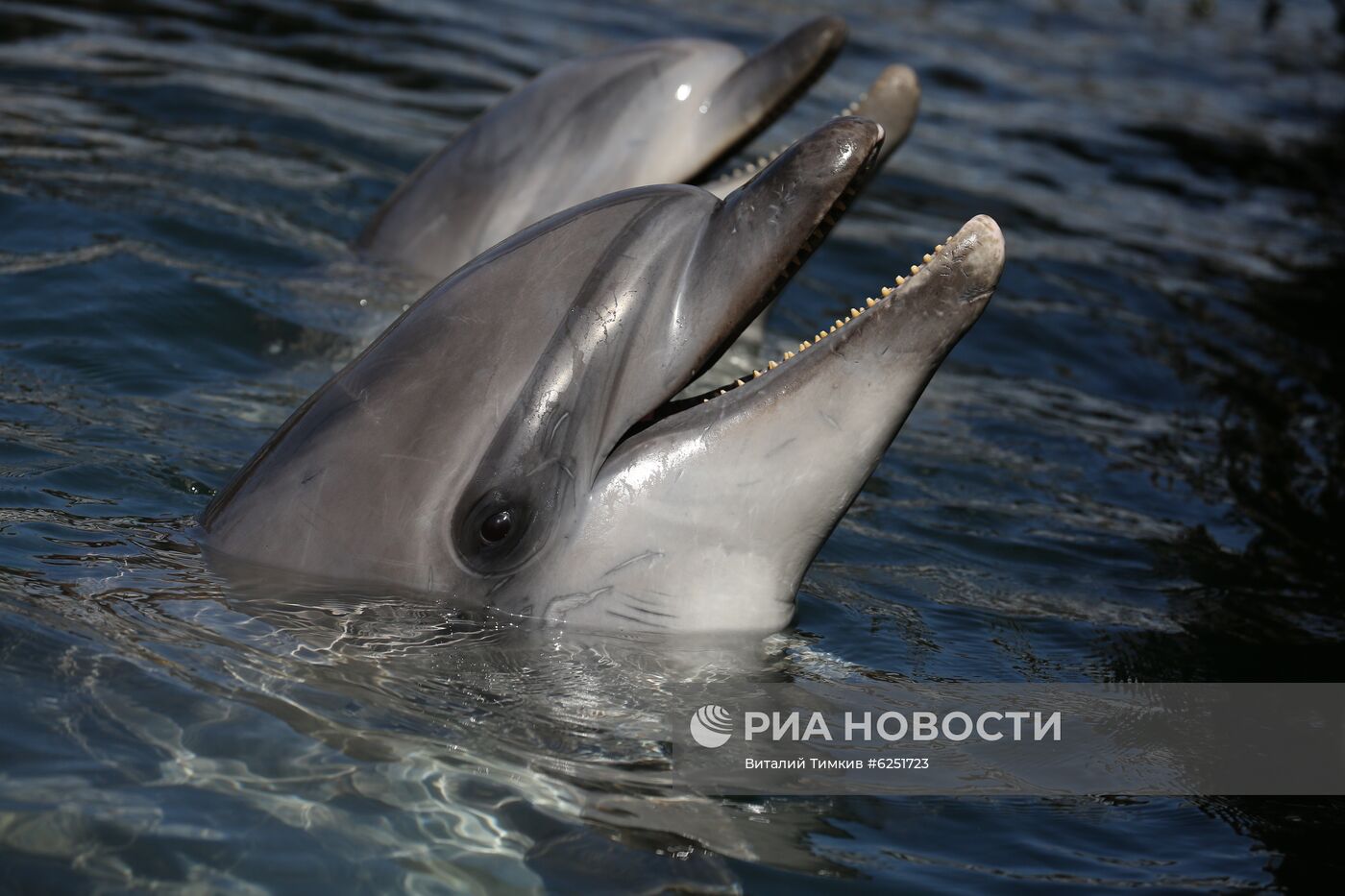 Анапский дельфинарий на Большом Утрише