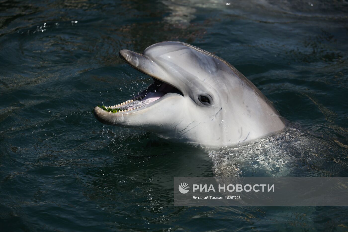 Анапский дельфинарий на Большом Утрише